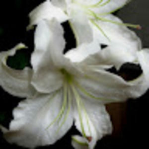 Meet your Posher, Erela